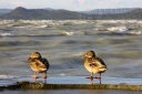 2009.10.13. Balatonföldvár